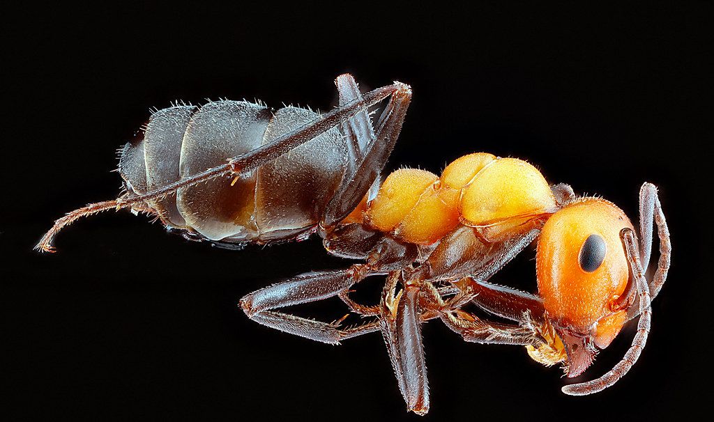 Ant Control service in Spartanburg, SC
