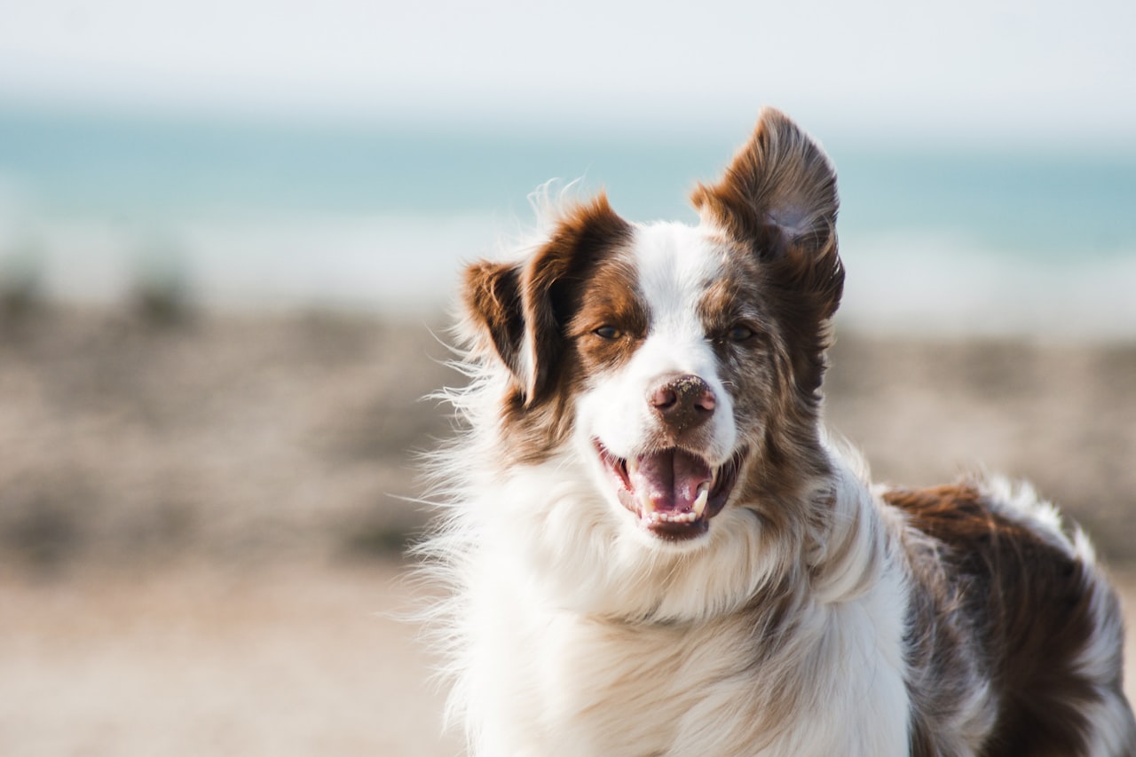 Flea & Tick Control service in Spartanburg, SC