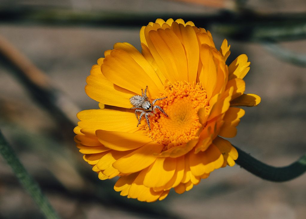 Spider Control service in Spartanburg, SC